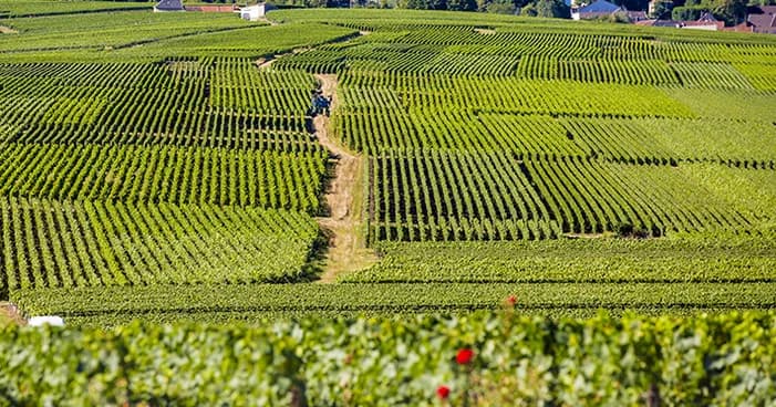 Imagem de capa da notícia 6 motivos para conhecer a região de Champagne na França