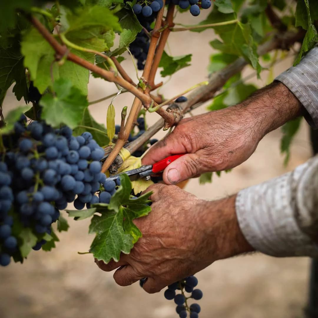 Imagem de capa da notícia Ciclo da Videira