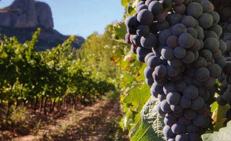 Imagem de capa da notícia Dia mundial da Malbec