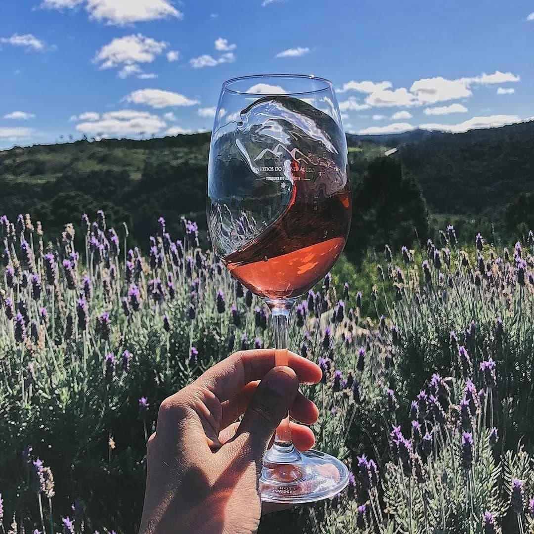 Imagem de capa da notícia Nem Brancos, Nem Tintos. Entenda os Tão Apreciados Vinhos Rosés
